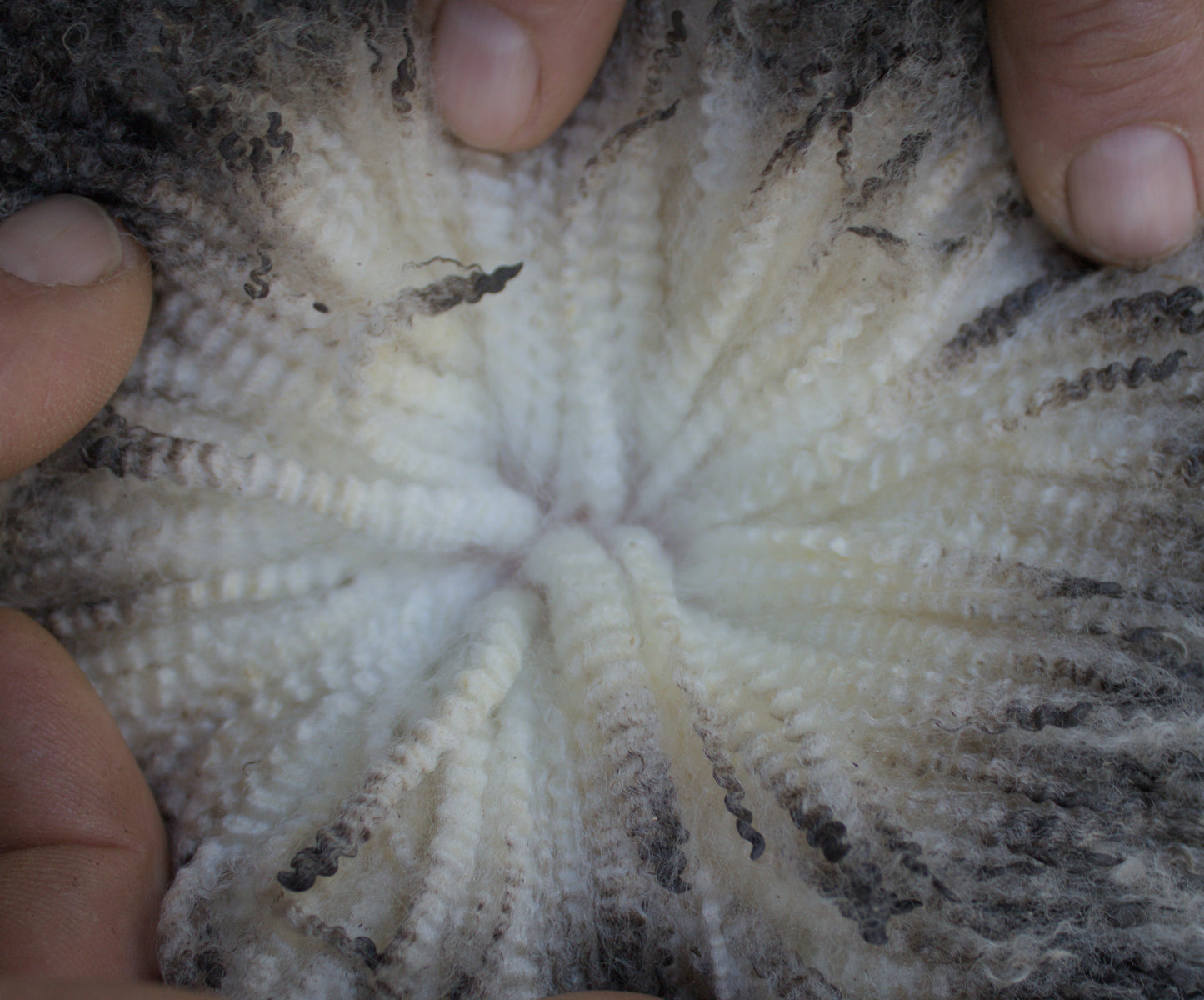 Wool parting of 23-7433