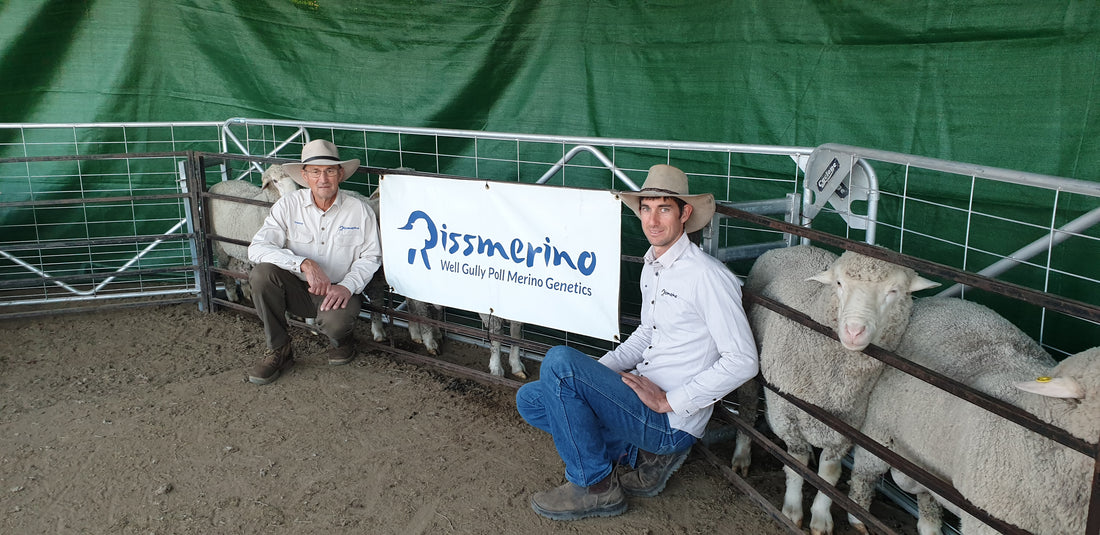 Breeding environmentally fit, easy-care Merinos for central Queensland