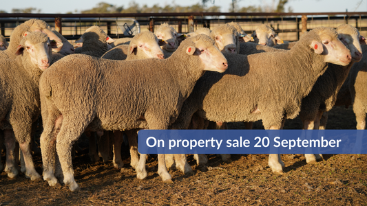 PAST EVENT: On property Ram Sale - Wednesday 20th September 2023