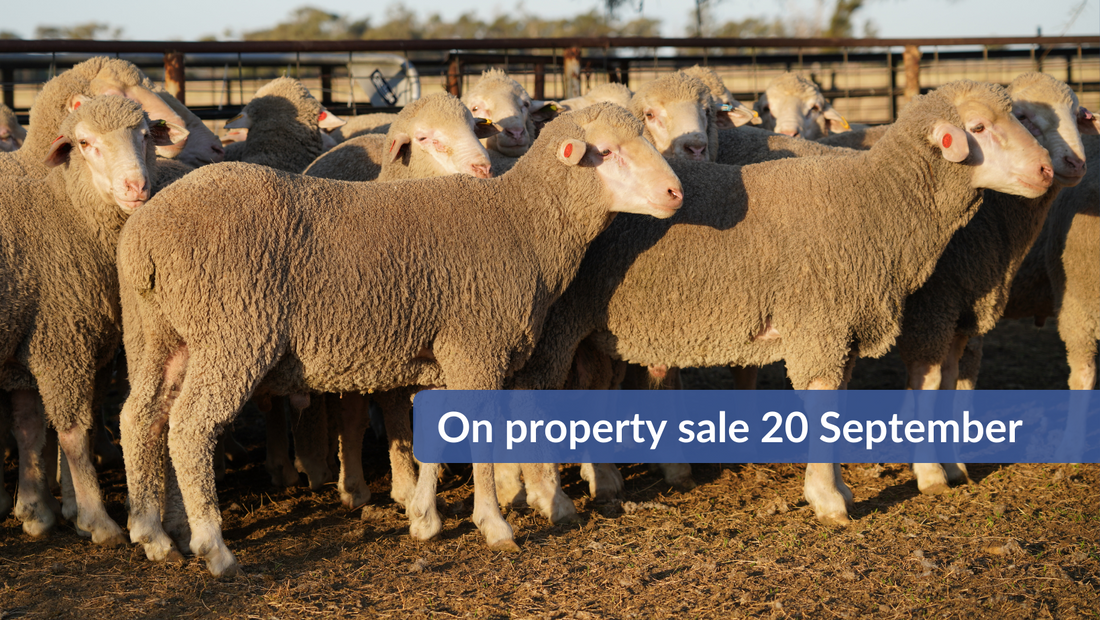 PAST EVENT: On property Ram Sale - Wednesday 20th September 2023