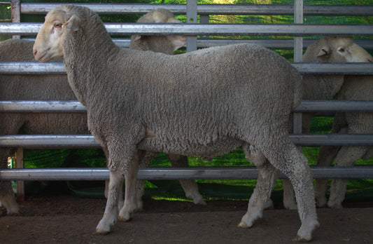 What You’re Getting When You Buy a Rissmerino Ram