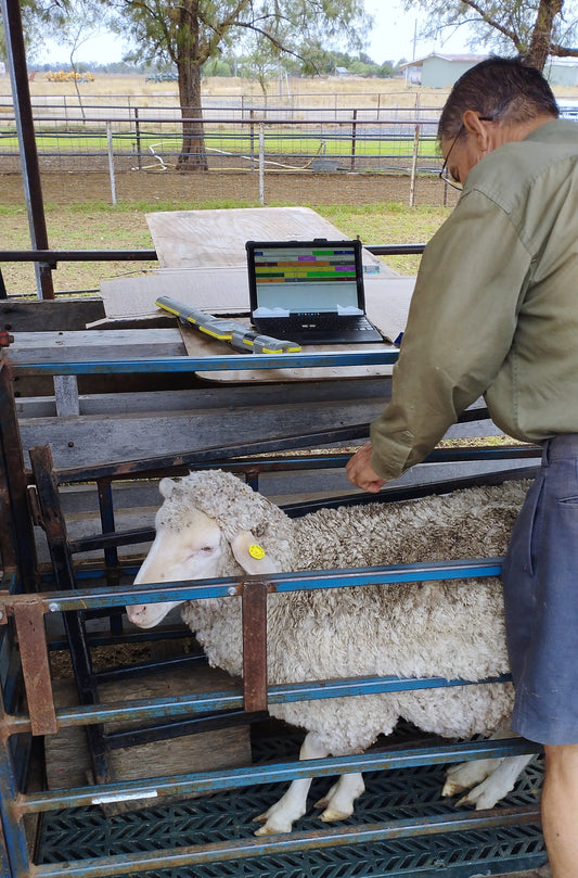 Mating strategies for the Modern Merino operation