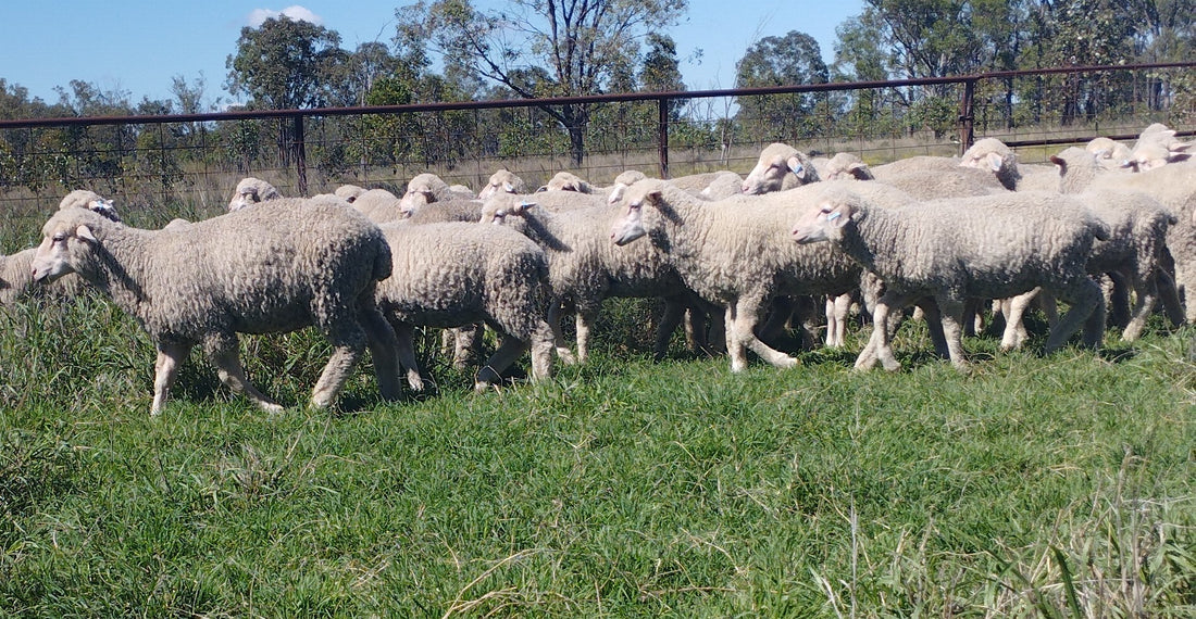 Why breed this style of sheep?