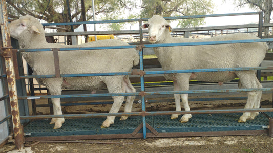 The first thing to look at when classing sheep.