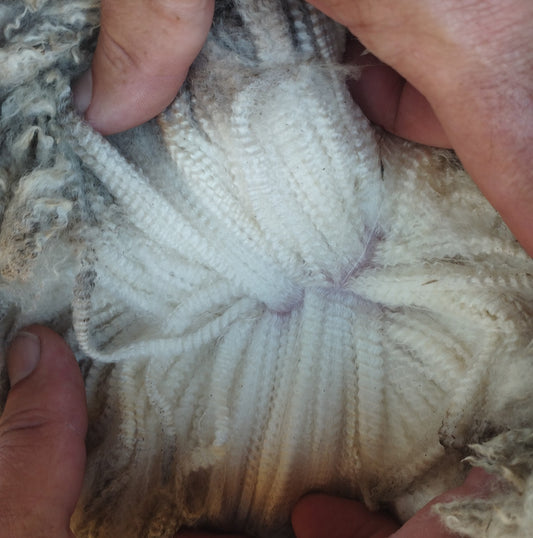 "Looking" at wool - the first step