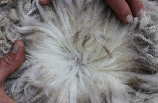 Actually looking at wool!
