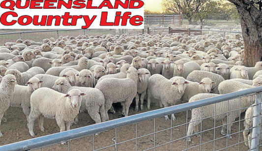 QCL: "Switch to sheep pays off for Queensland graziers"