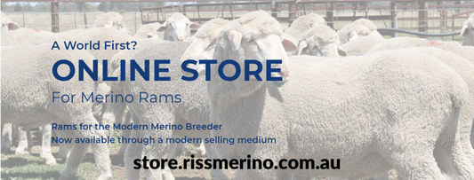 Launching an online ram store
