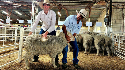QCL: Inaugural Rissmerino ram sale tops at $2300 at Longreach