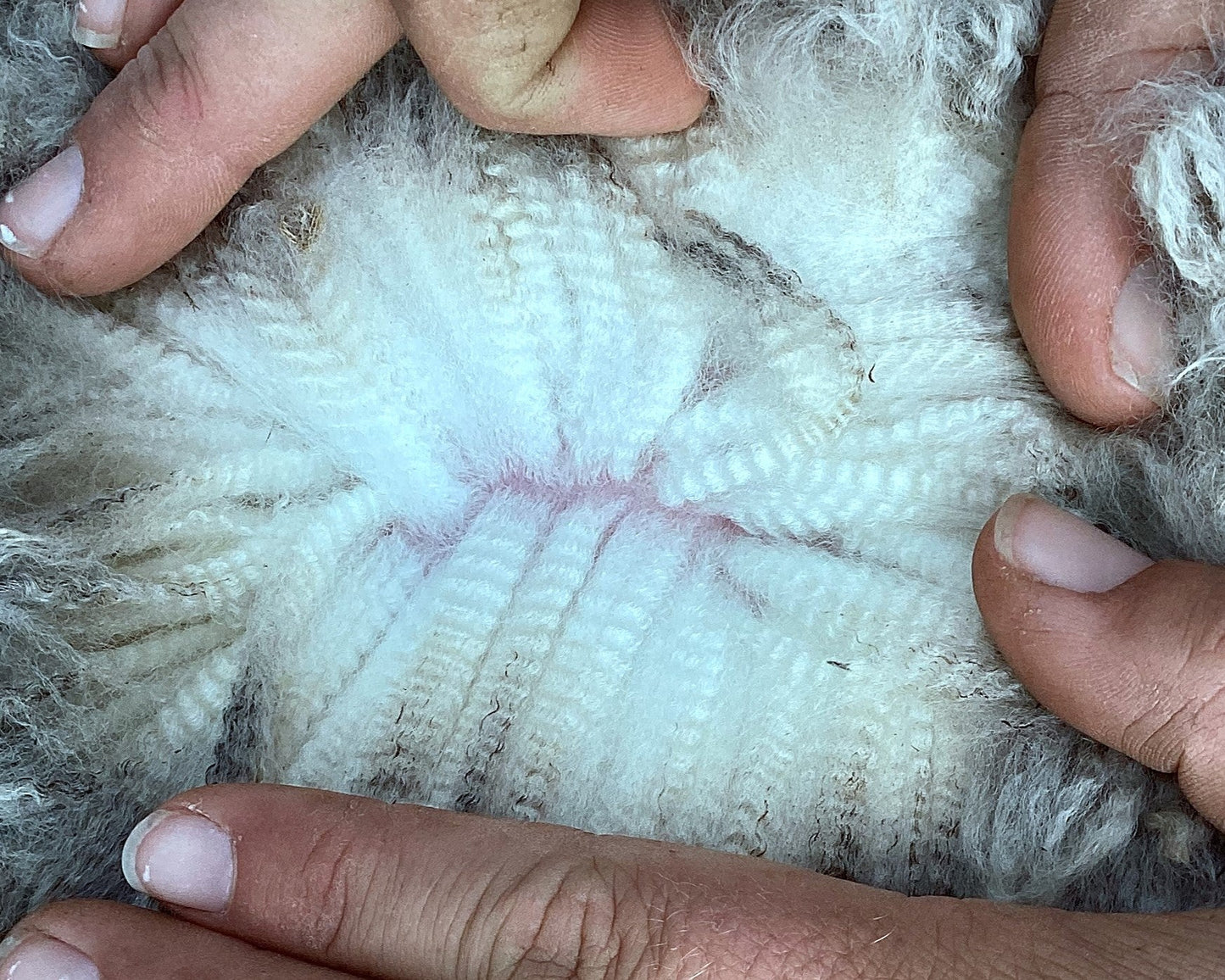 Wool parting of 22-5324