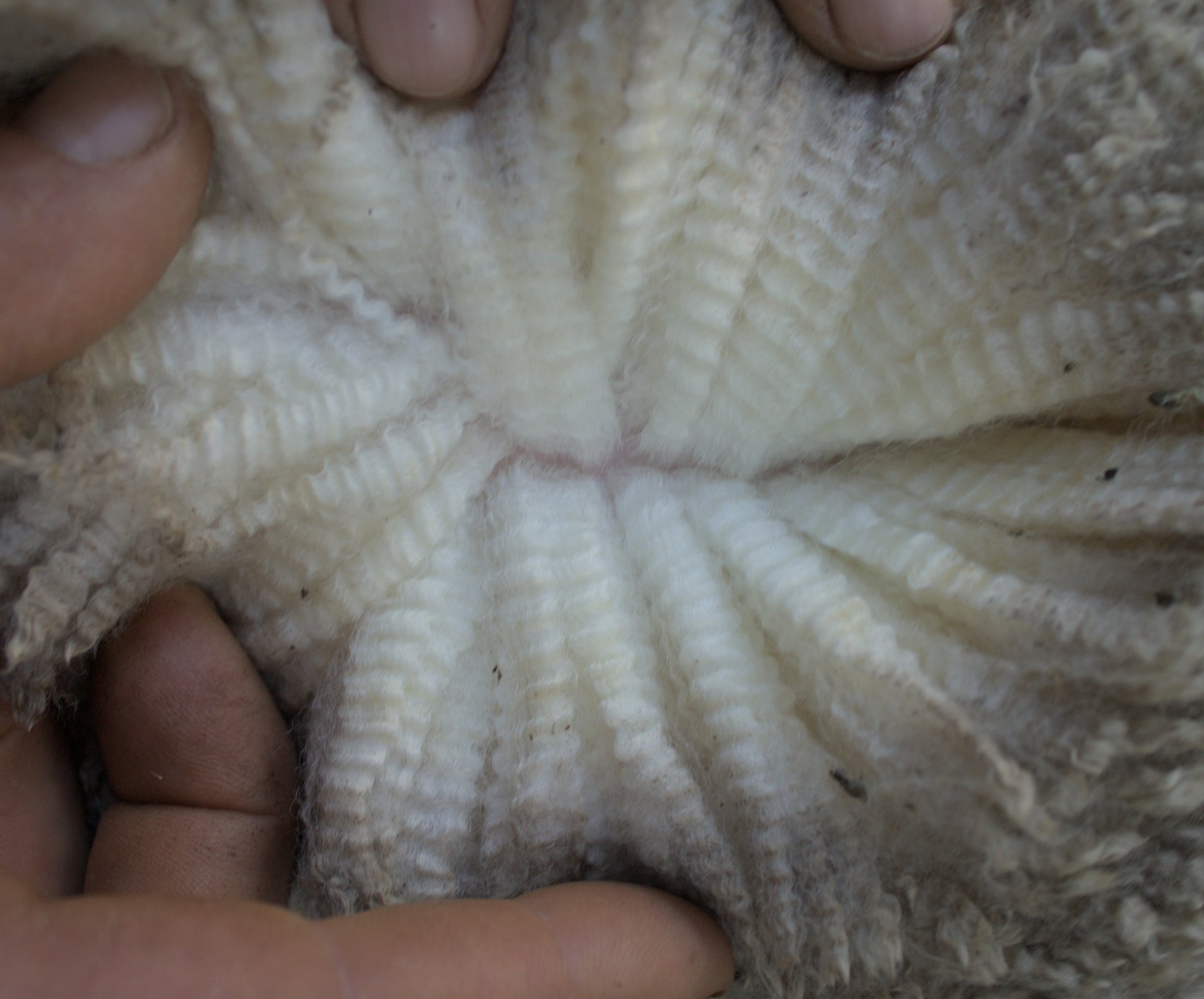 Wool parting of 23-6643