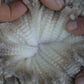 Wool parting of 23-6802