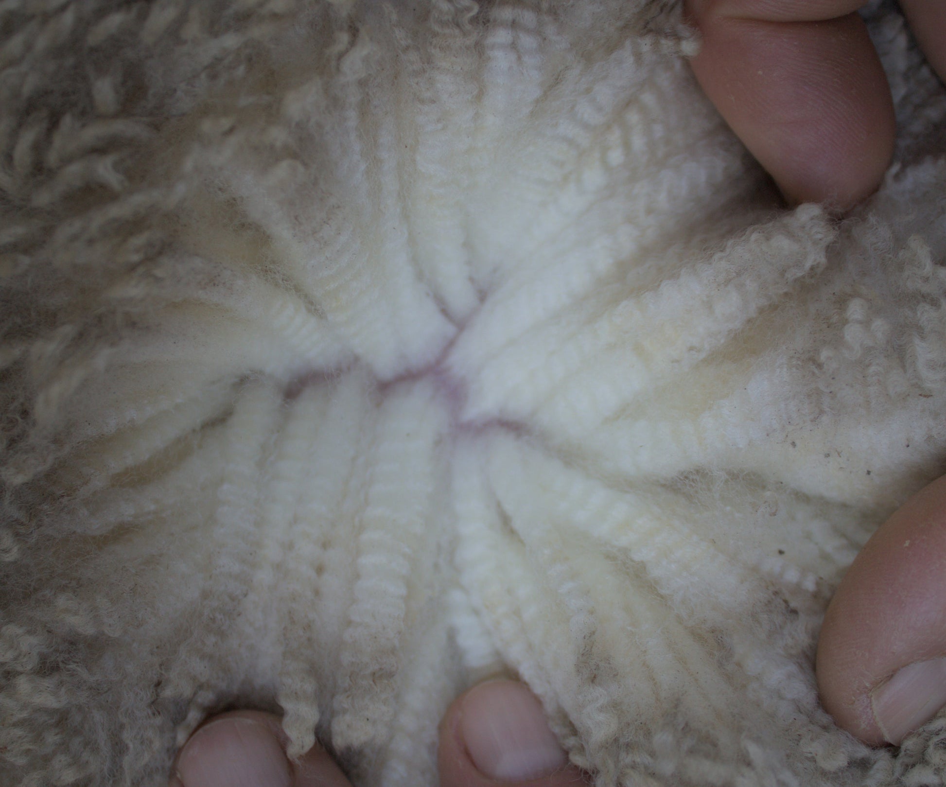 Wool parting of 23-6836