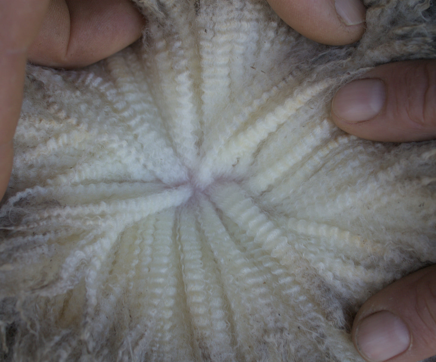 Wool parting of 23-7517