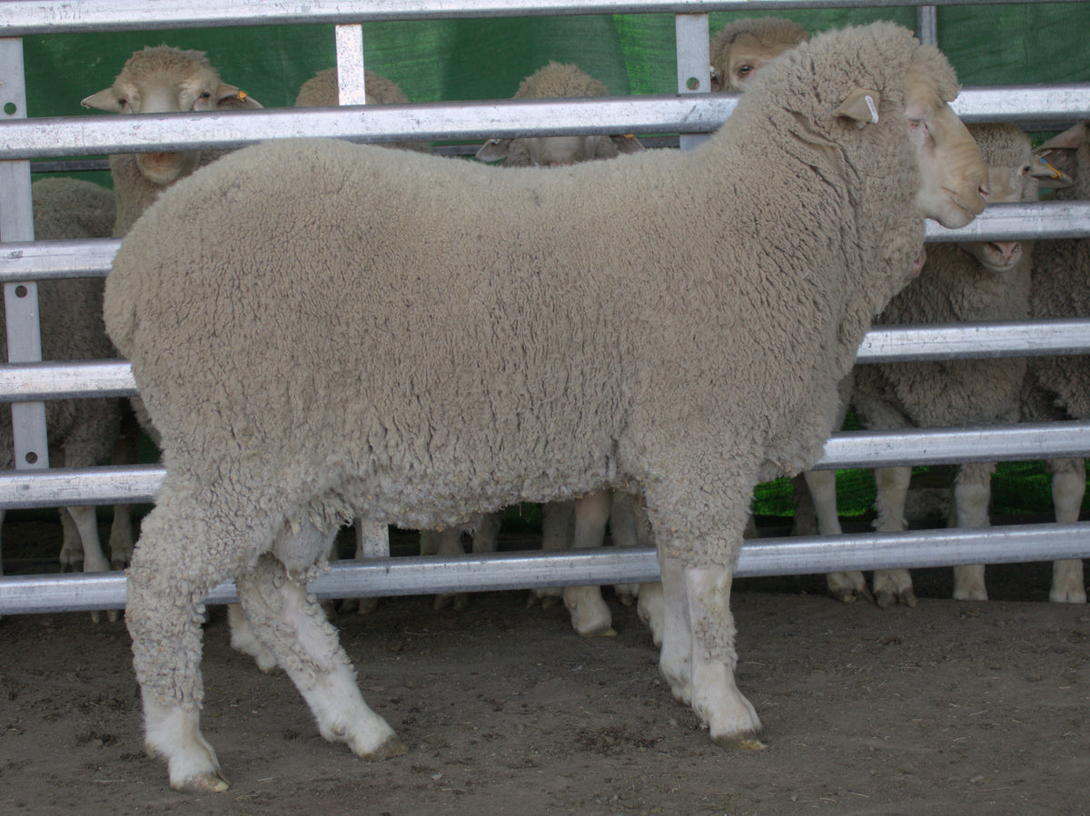 Photo of 25-0253