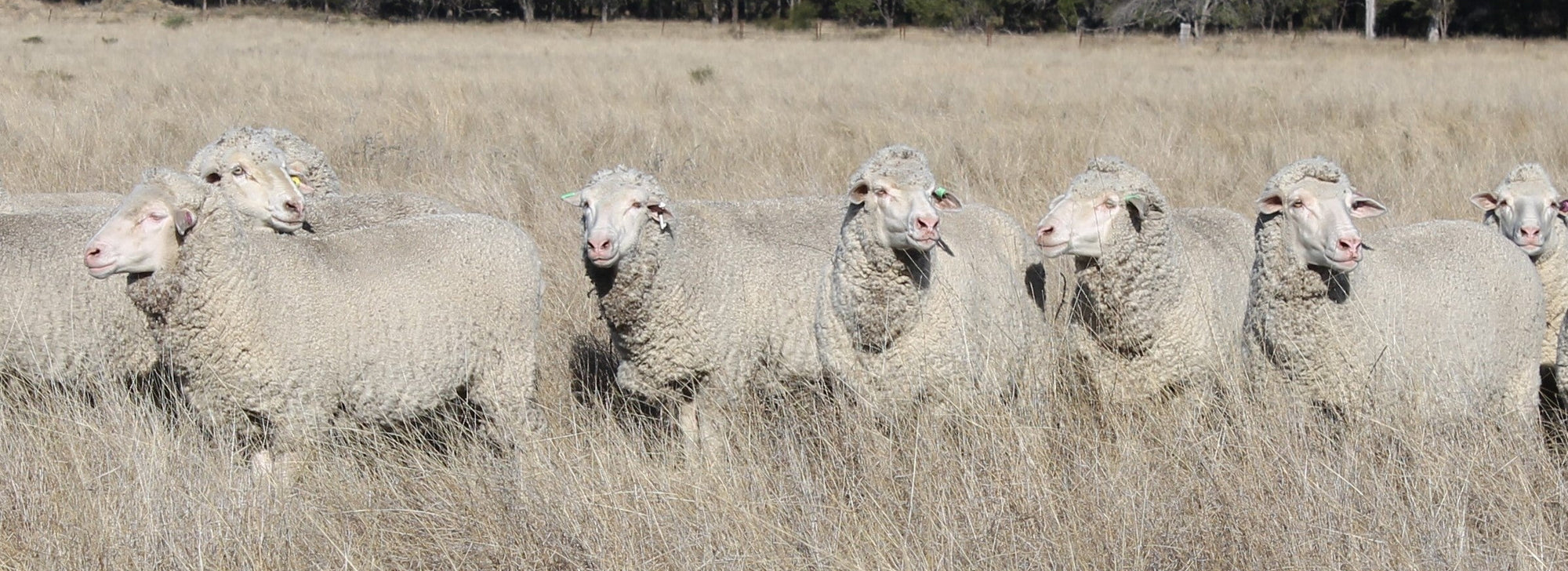A group of white woolly sheep standing in a dry grassy field with trees in the background.