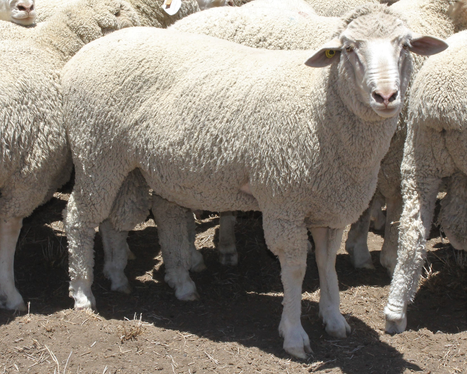 Deep, wide young ram