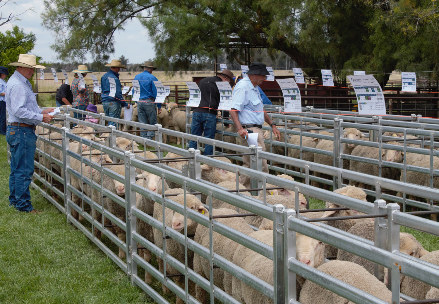 Rams at auction