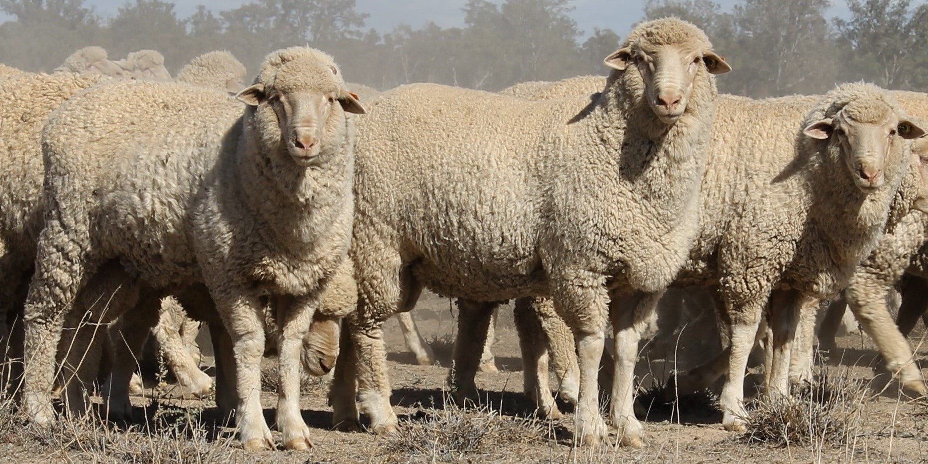 Wide deep rams on low quality pasture