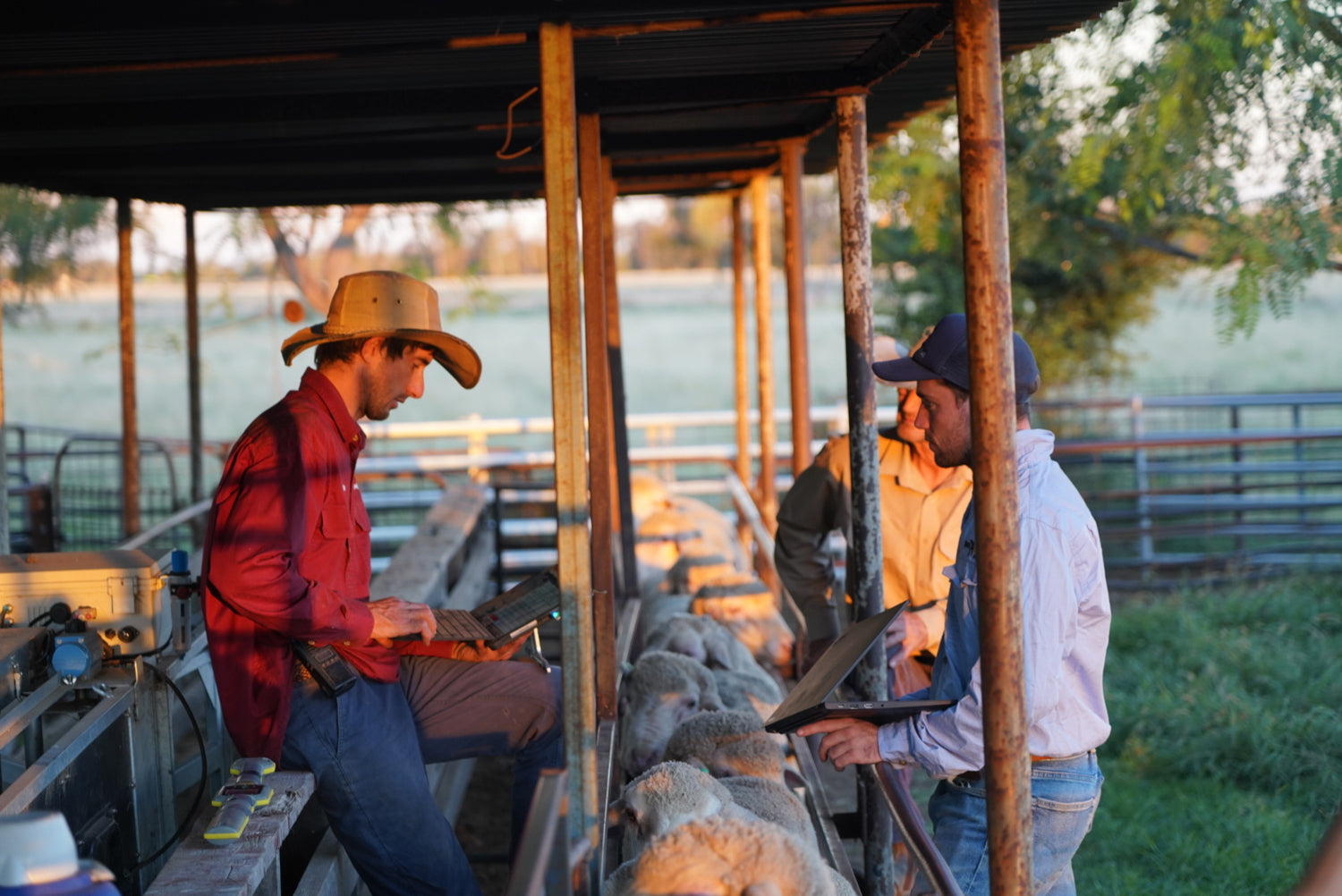 Three men in the sheep race with a laptop discussing classing decisions