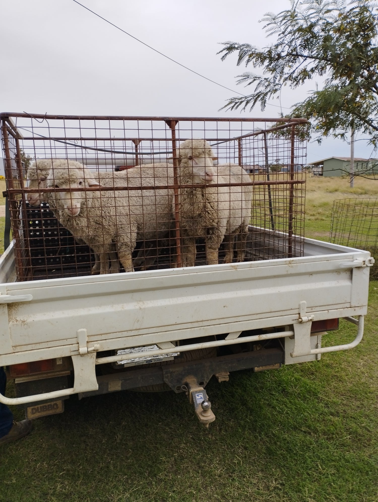 Rams on back of ute about to leave to a client's property